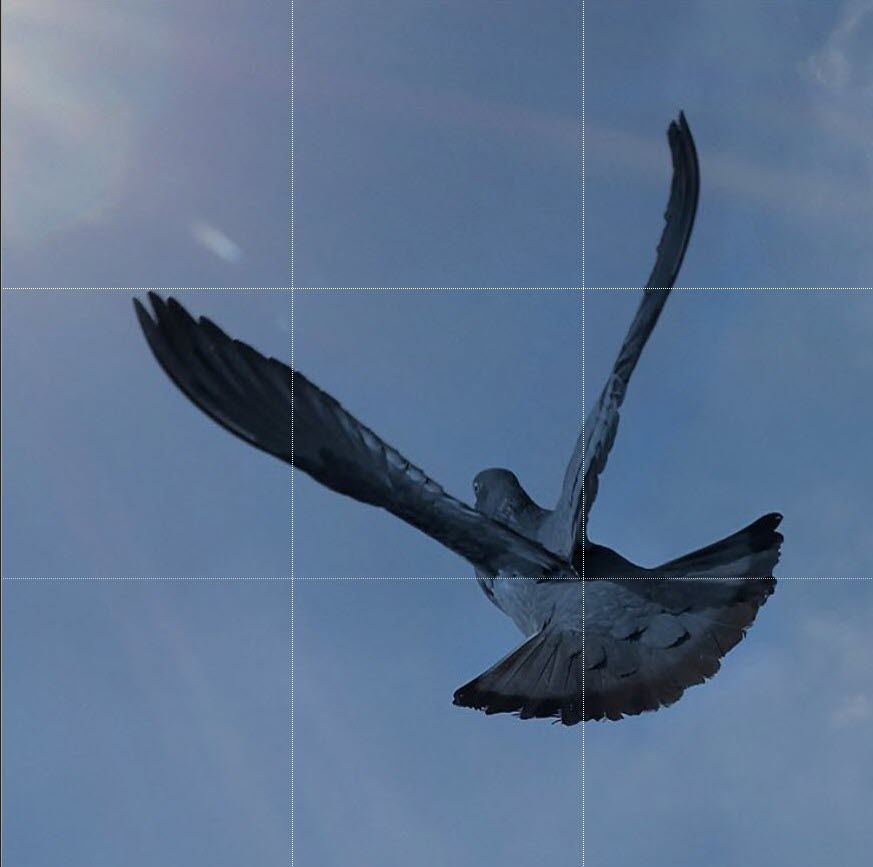 пример квадратного фото с центрально расположенным объектом