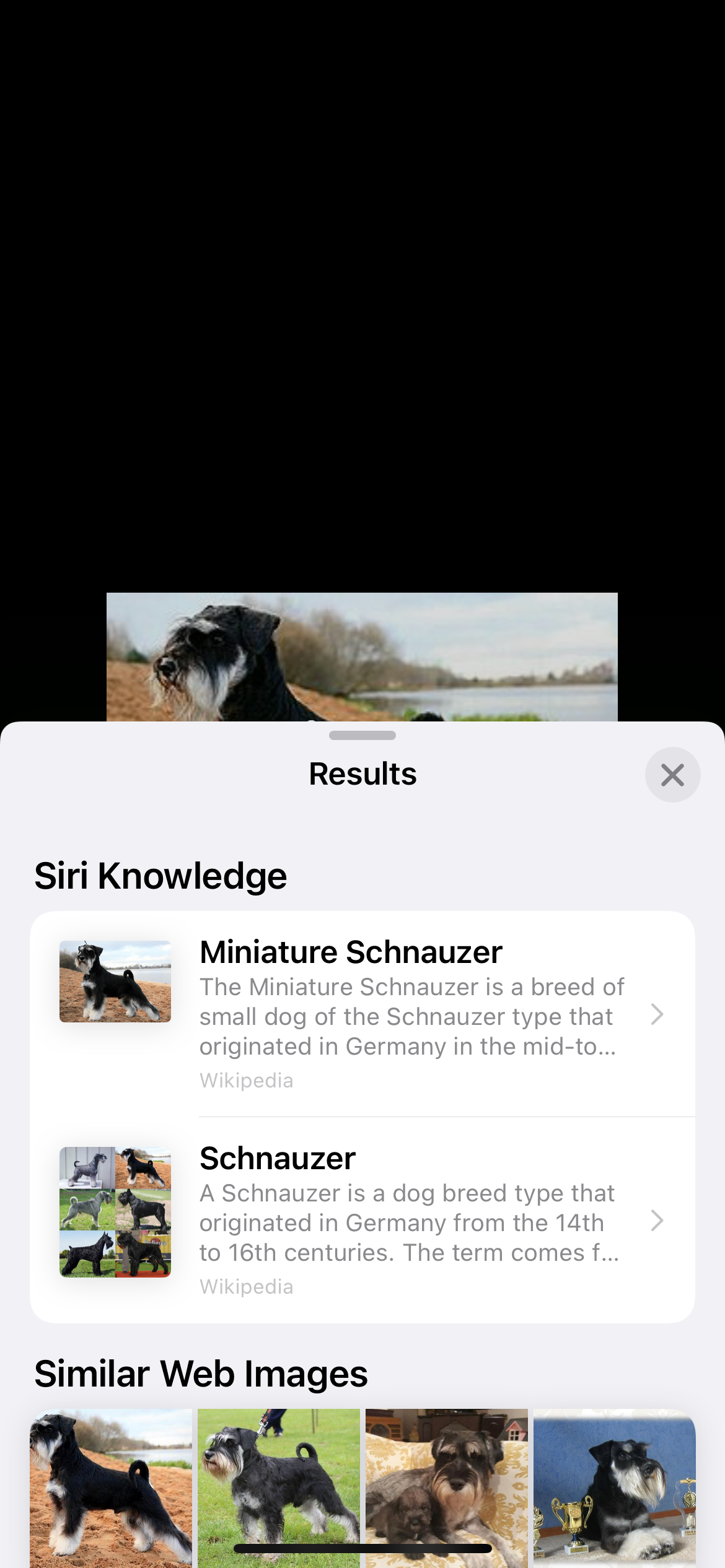 Результаты Look Up в Safari