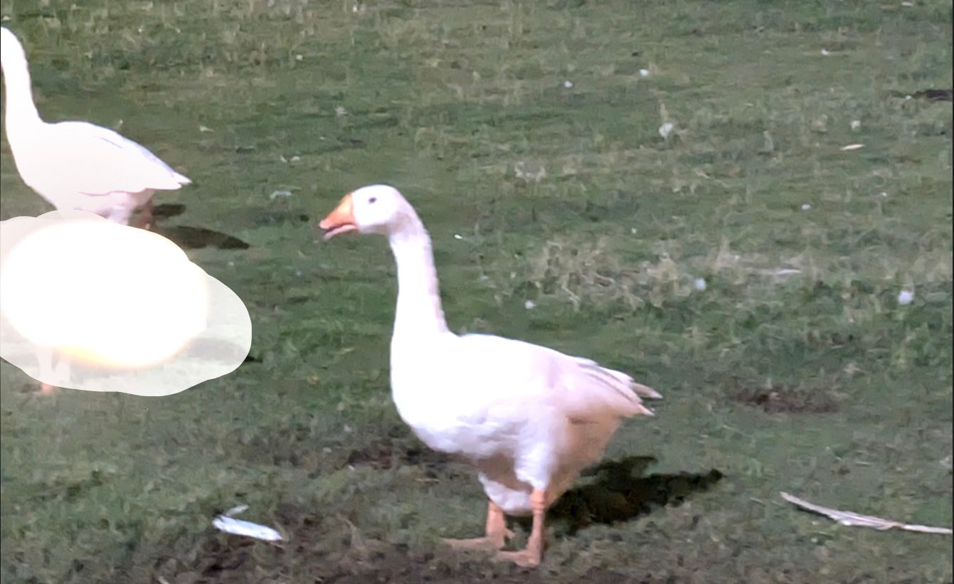 Выделение участка кистью для удаления элемента с фотографии.