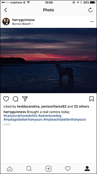 Пост с собакой на пляже