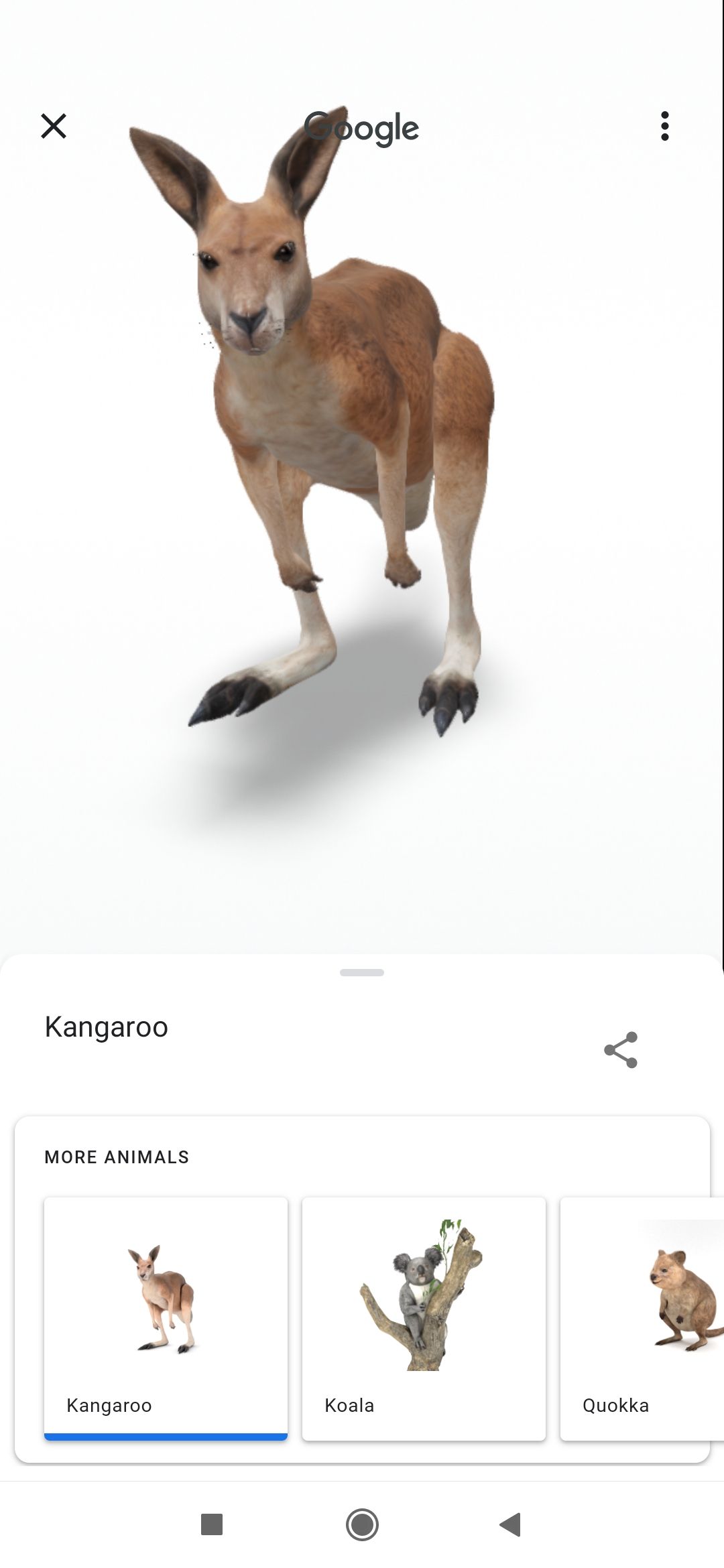 Кенгуру в 3D