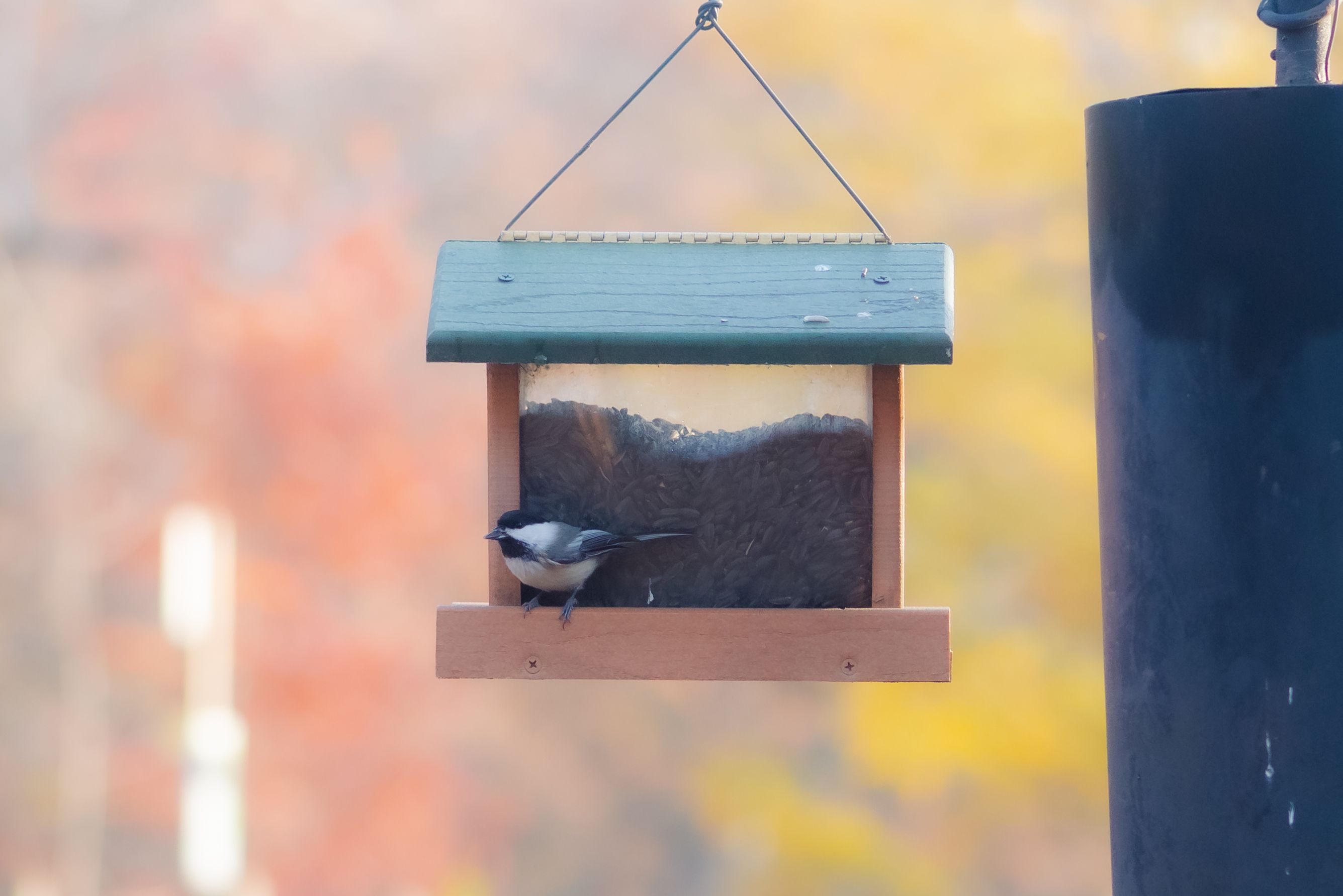 Chickadee-feeder