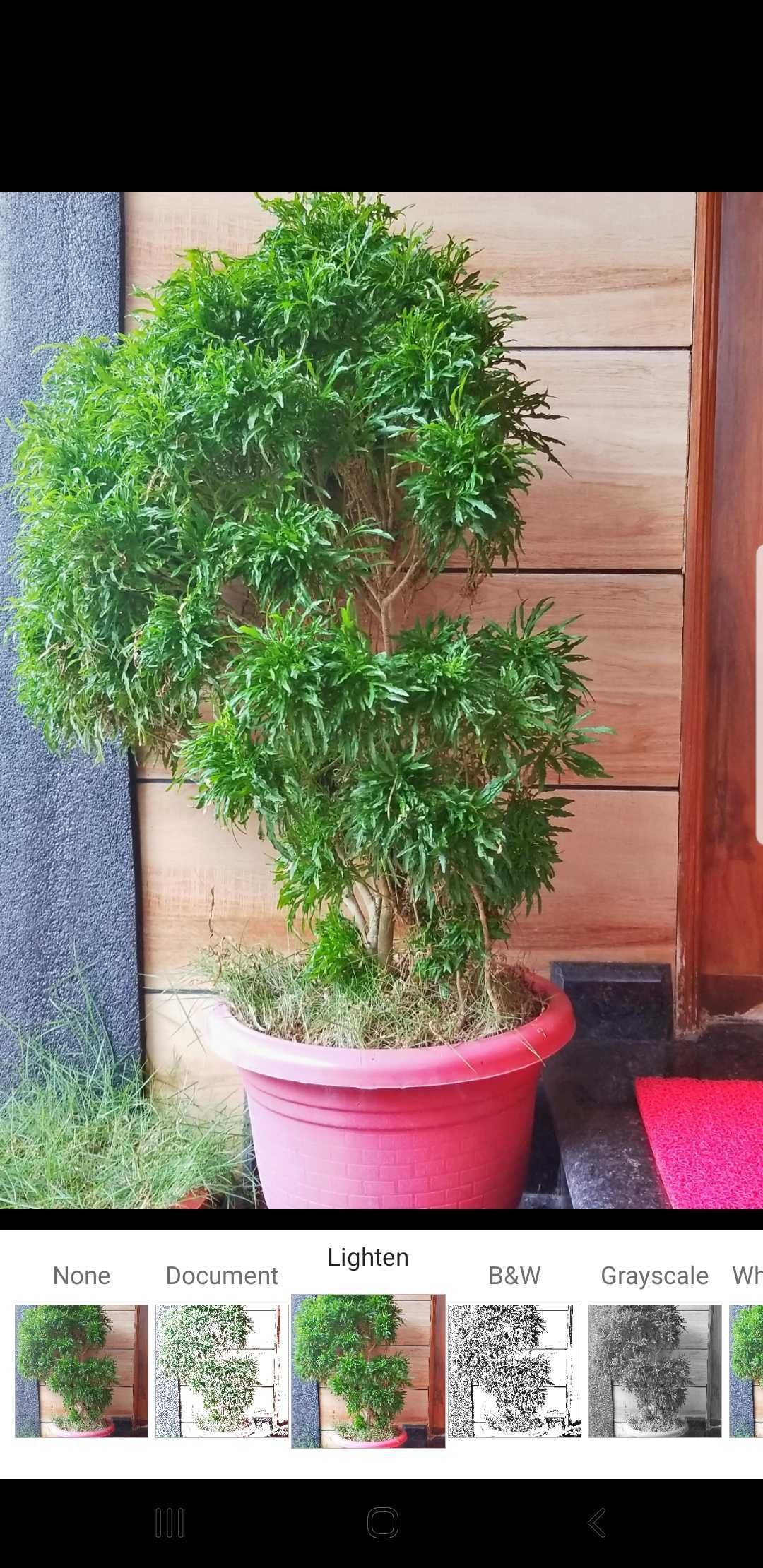 Добавление эффекта к фото в редакторе OneDrive