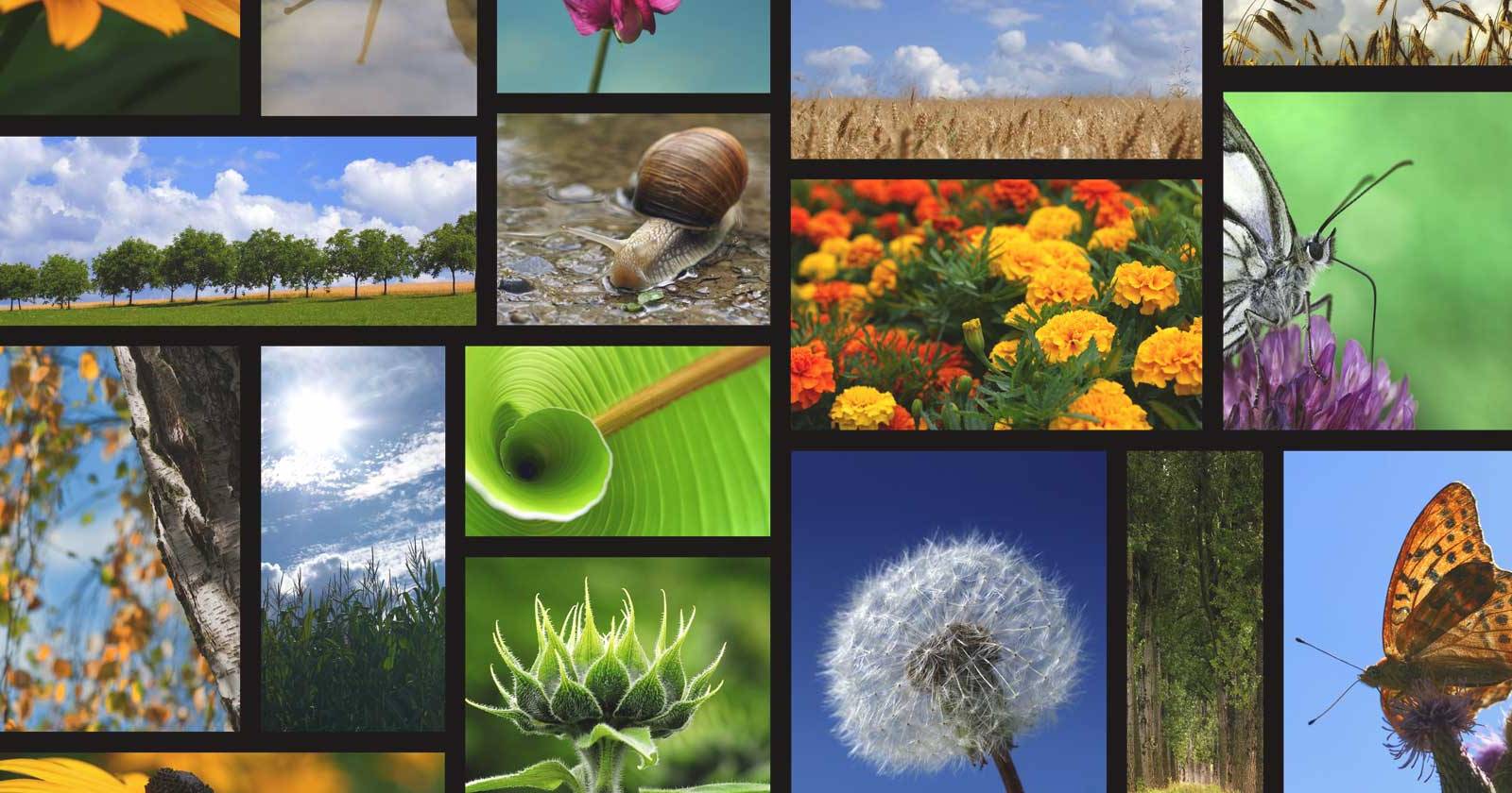 Microsoft Mood Board: быстро создать мудборд