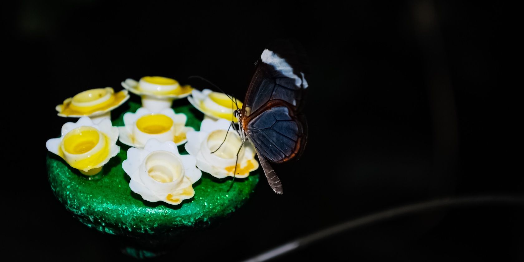 Фотографии на чёрном фоне: полный гид