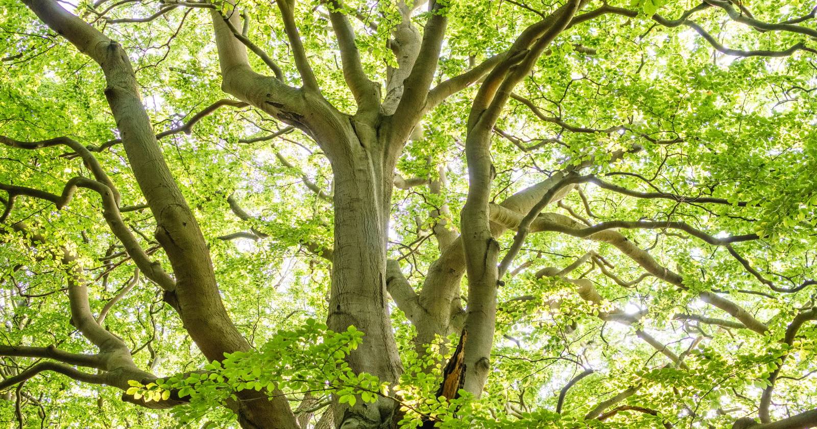 Ствол дерева с ветвями и зелёными листьями