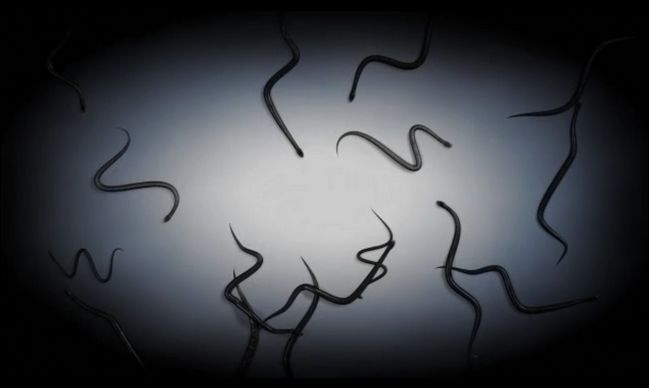 Кадр с паукообразными существами для настенной проекции