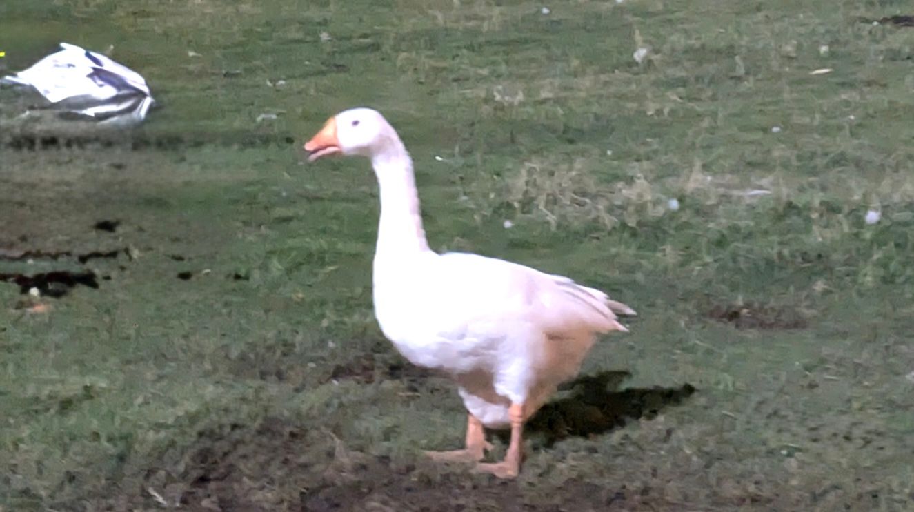 Испорненная заливка после использования Clean Up на Mac.