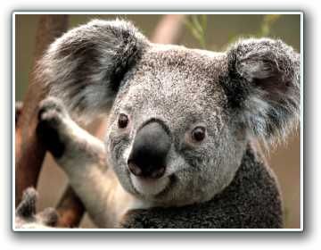 Пример отображения изображения гаджета Slide Show