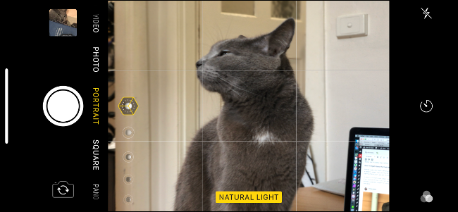 Портретный режим: размытый фон при съёмке кошки