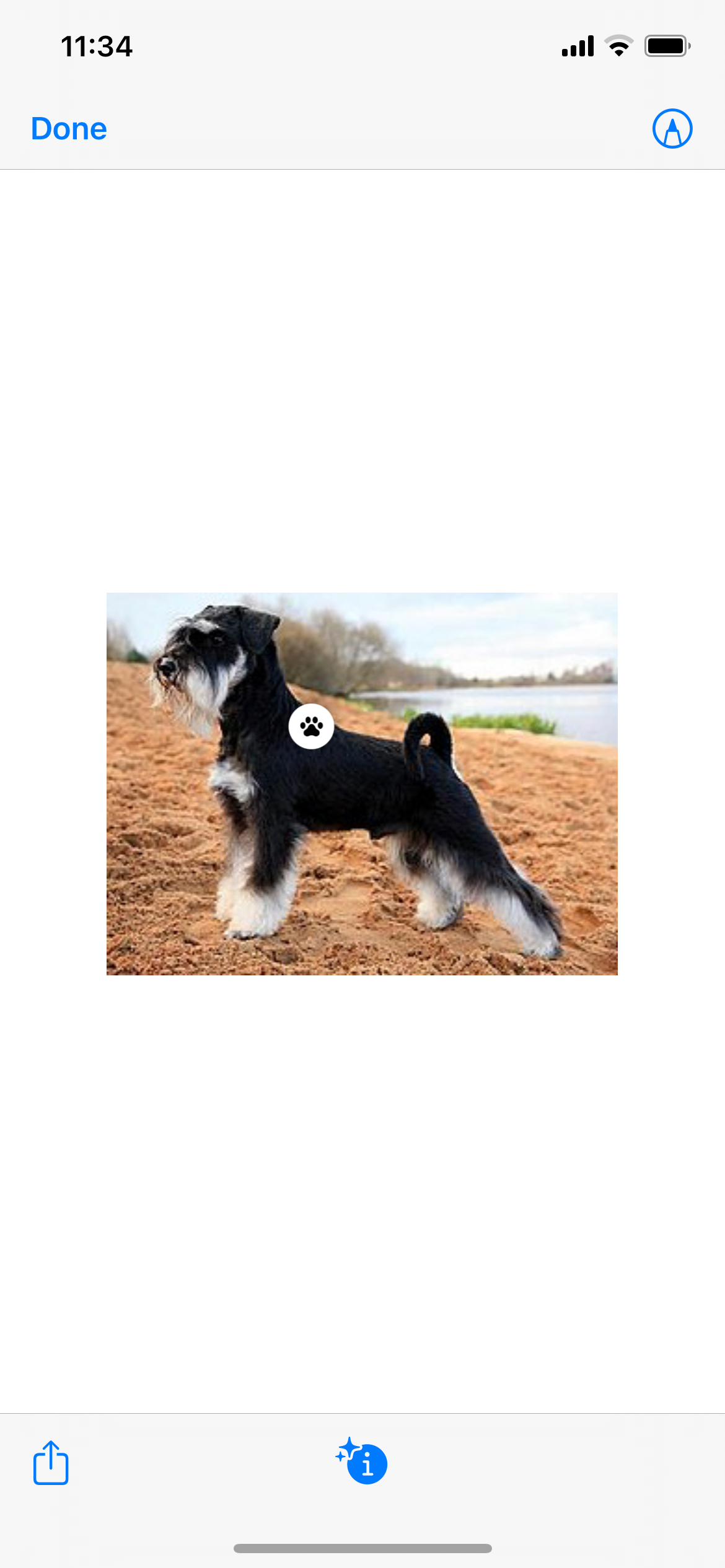 Фото с иконкой Visual Look Up в Safari