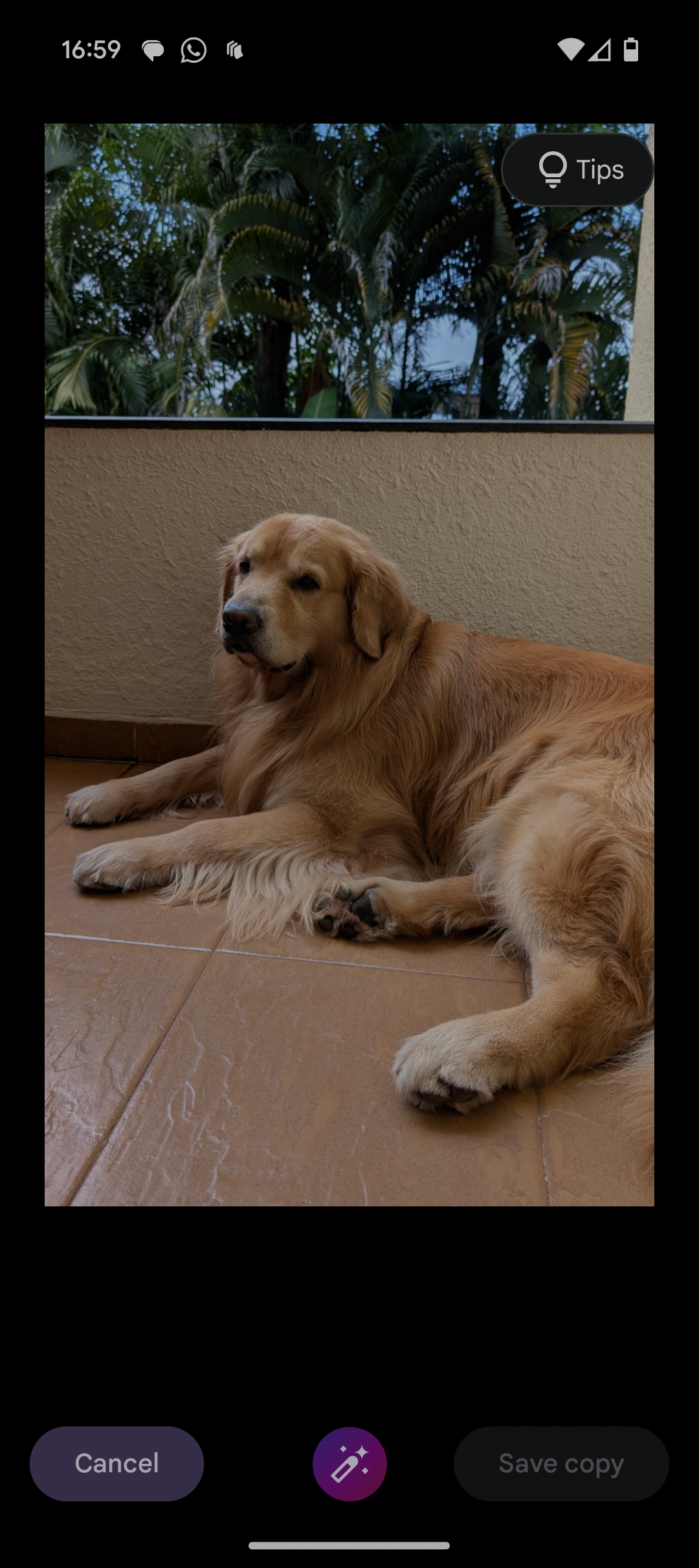 Pixel 9 показывает изображение собаки на балконе с интерфейсом инструмента Reimagine вокруг фото