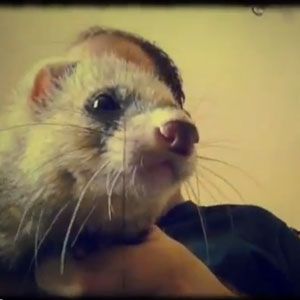 Короткие видеодневники на iPhone: 3 подхода