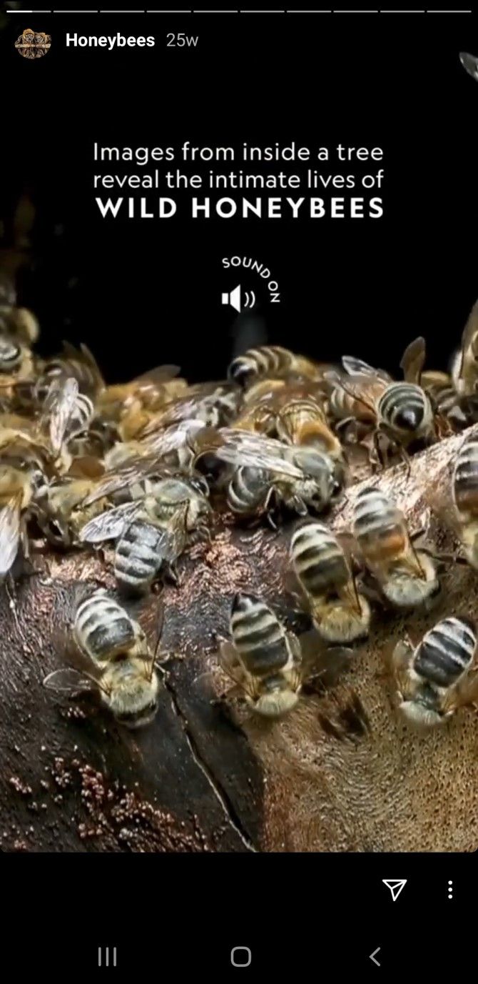 История National Geographic в Instagram