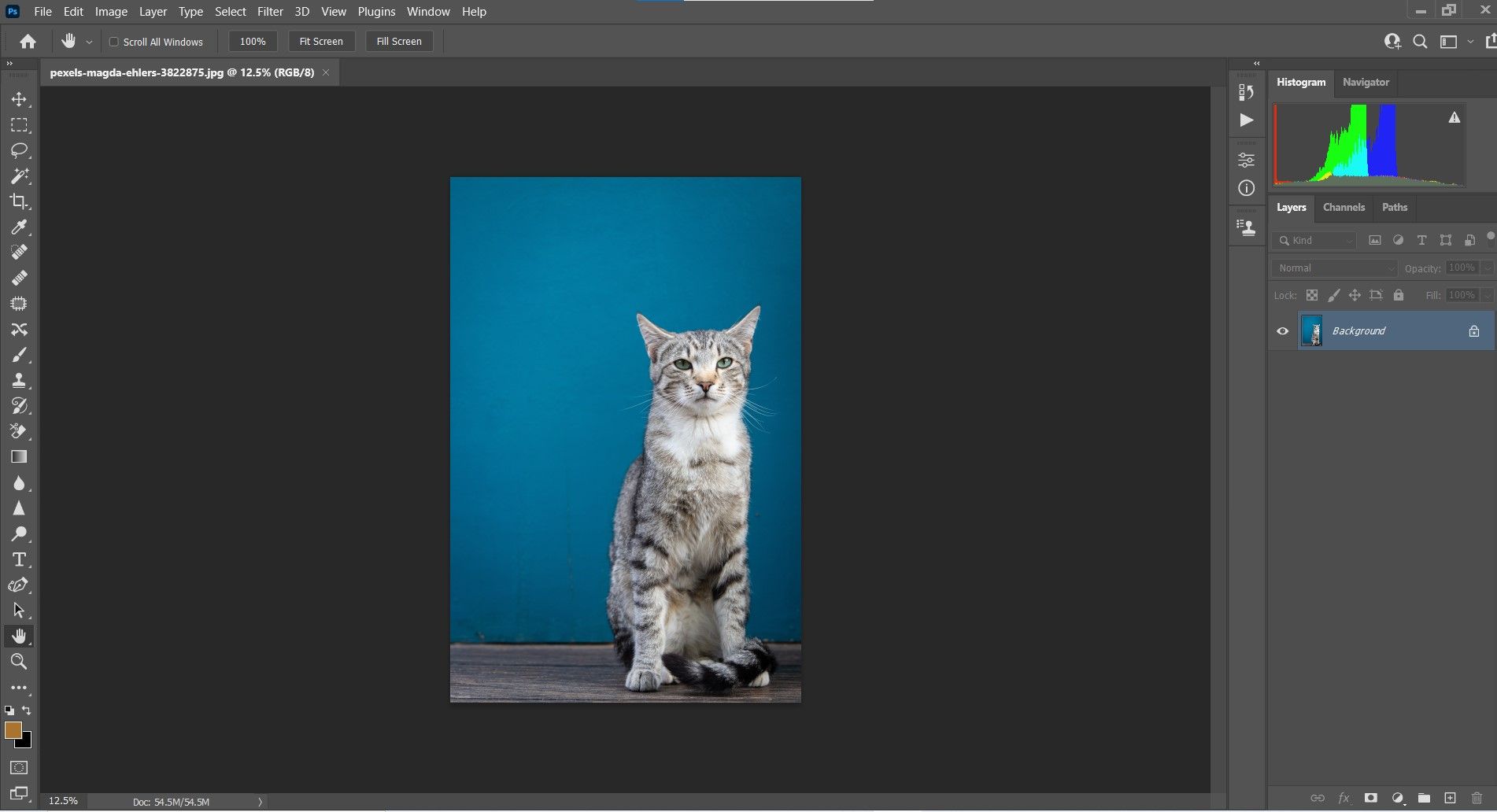 Кот на однотонном фоне до обработки