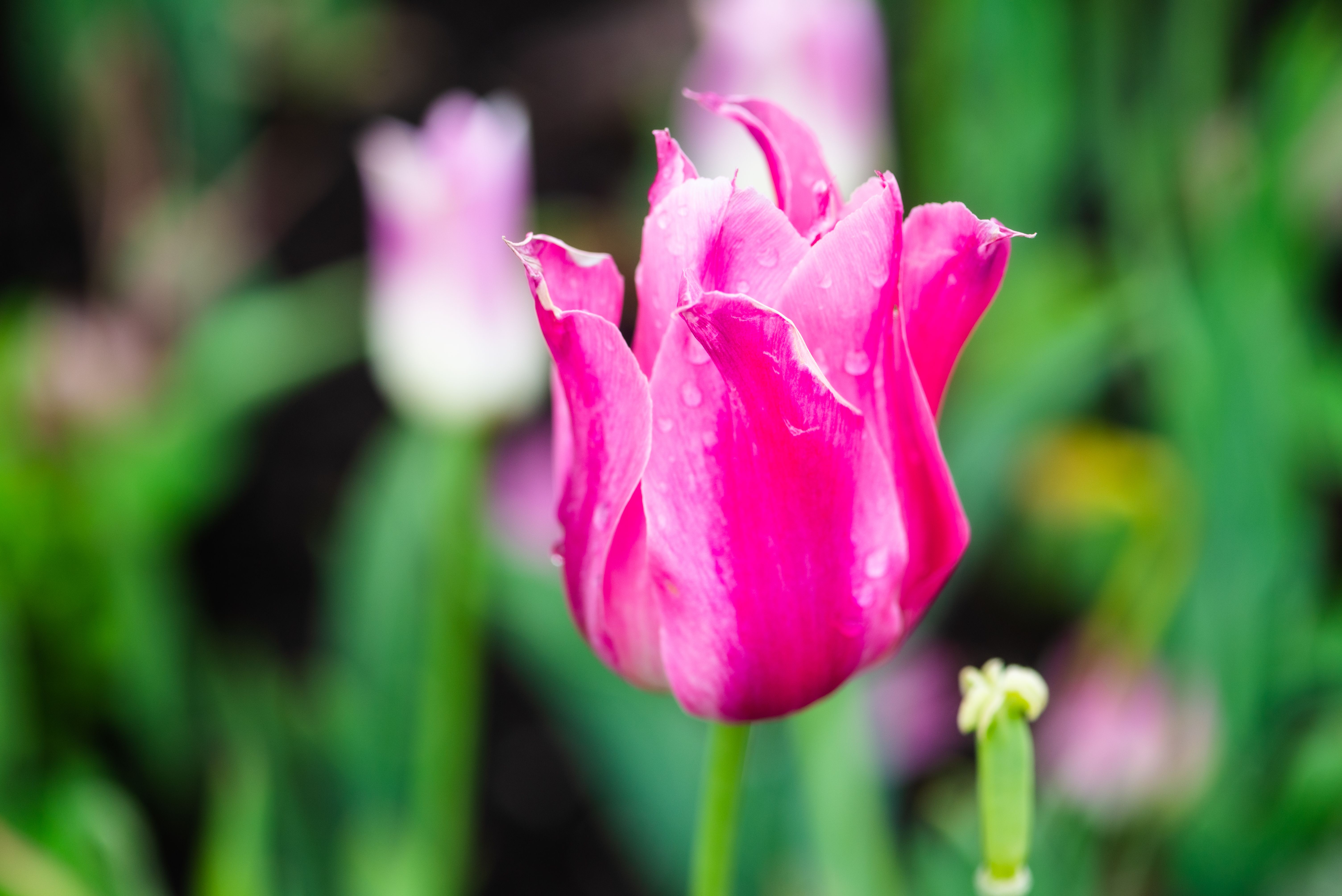 Тюльпан с каплями дождя