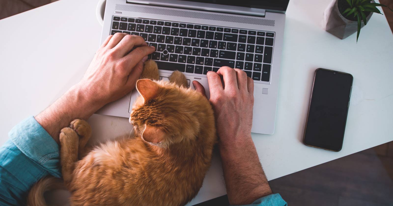 Кот на клавиатуре ноутбука