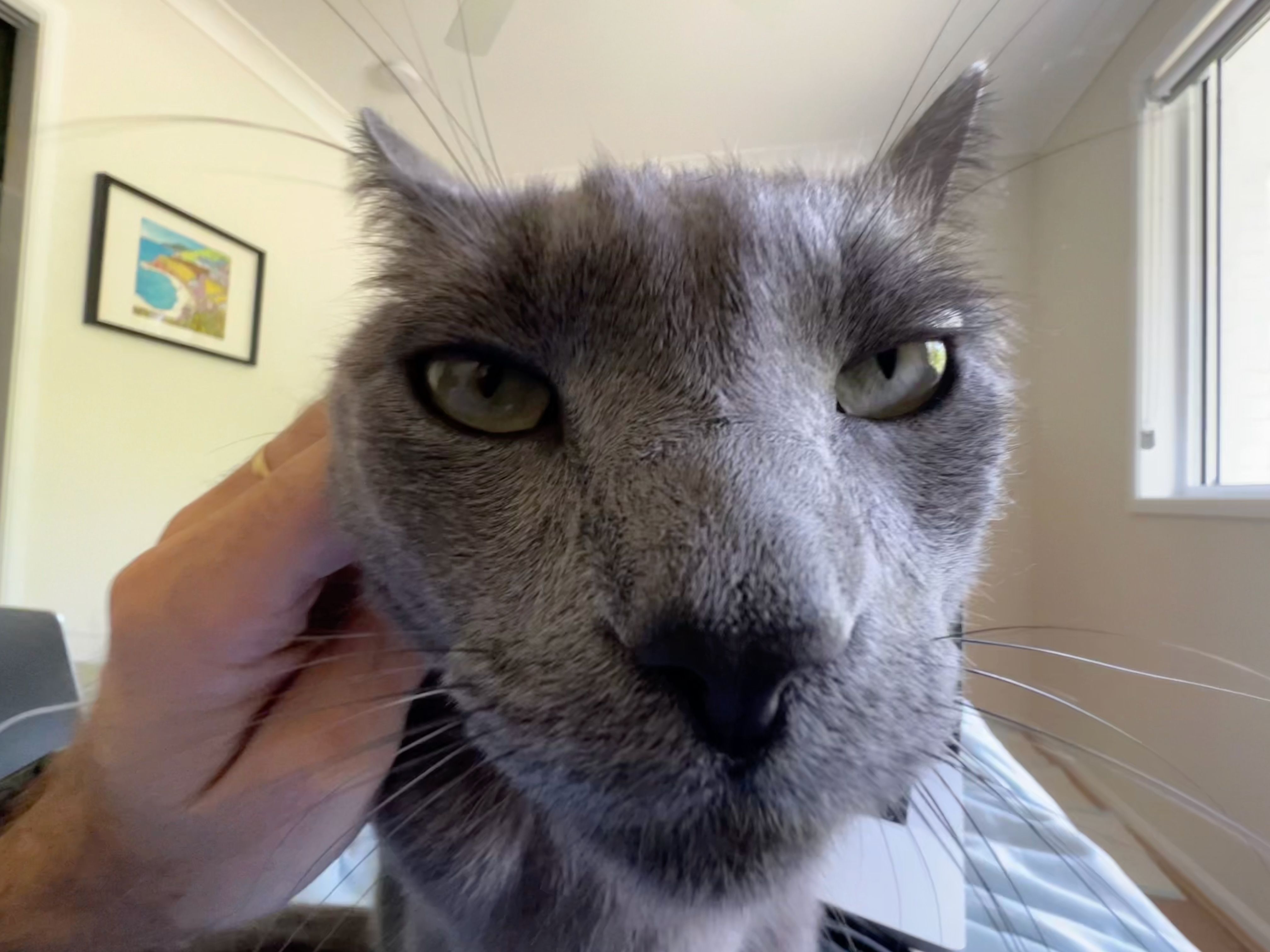 Крупный план Роджера с широкоугольным объективом.