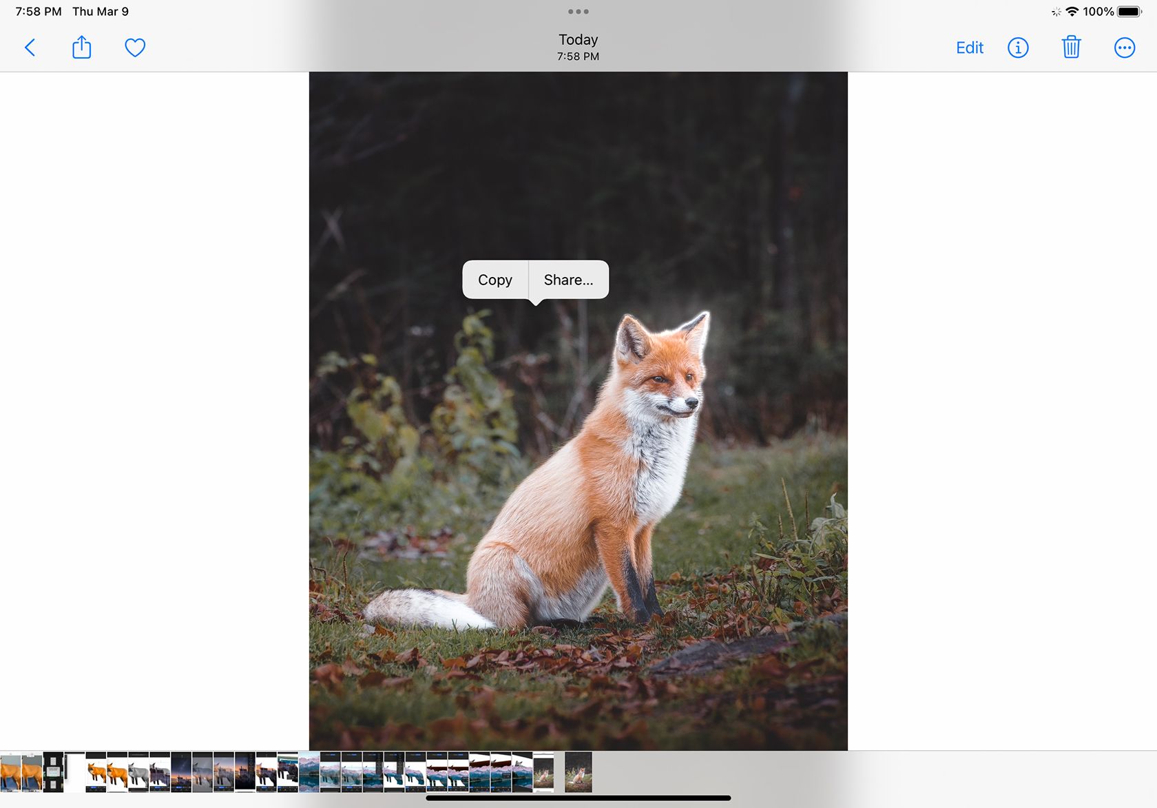 Изображение лисы в галерее Apple Photos.