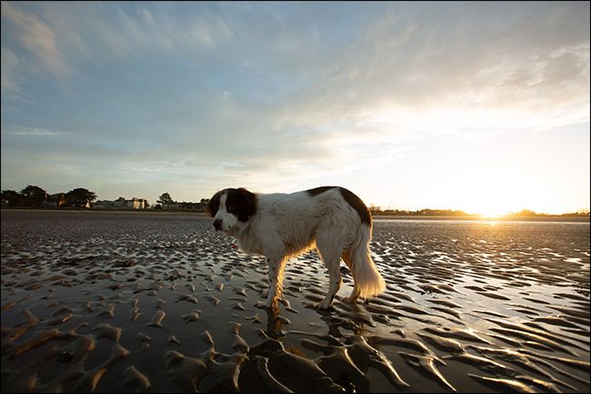 Размытый портрет собаки с неудачной композицией