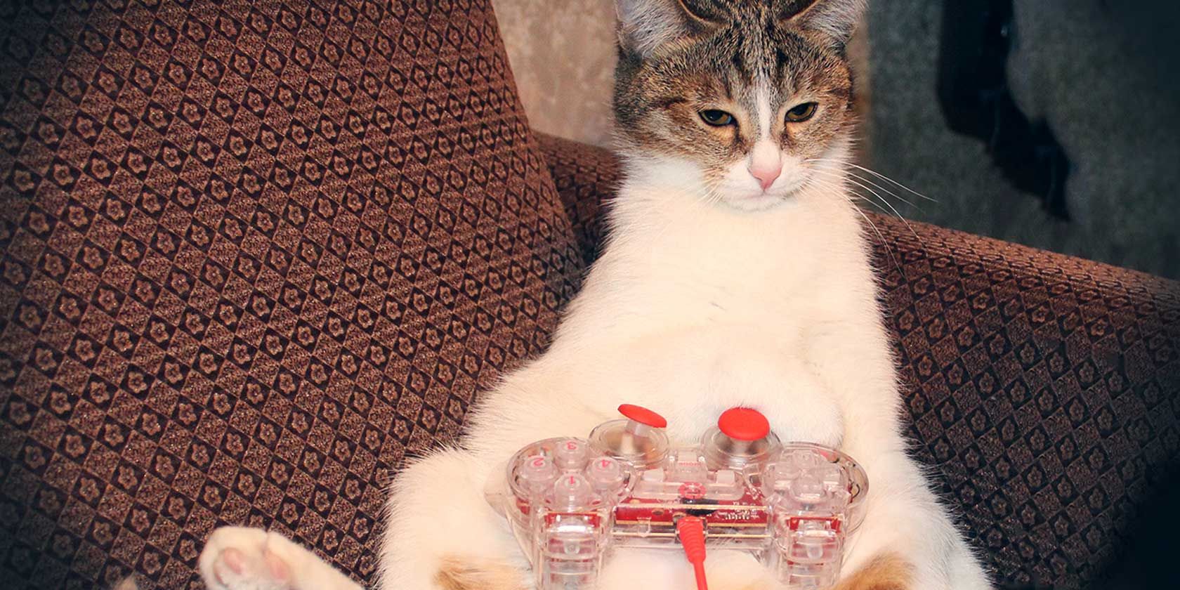 Превратить планшет в игрушку для кошки