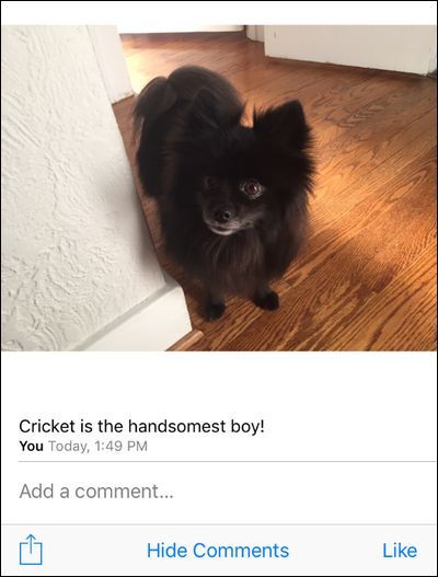 Просмотр фото в общем альбоме с комментарием