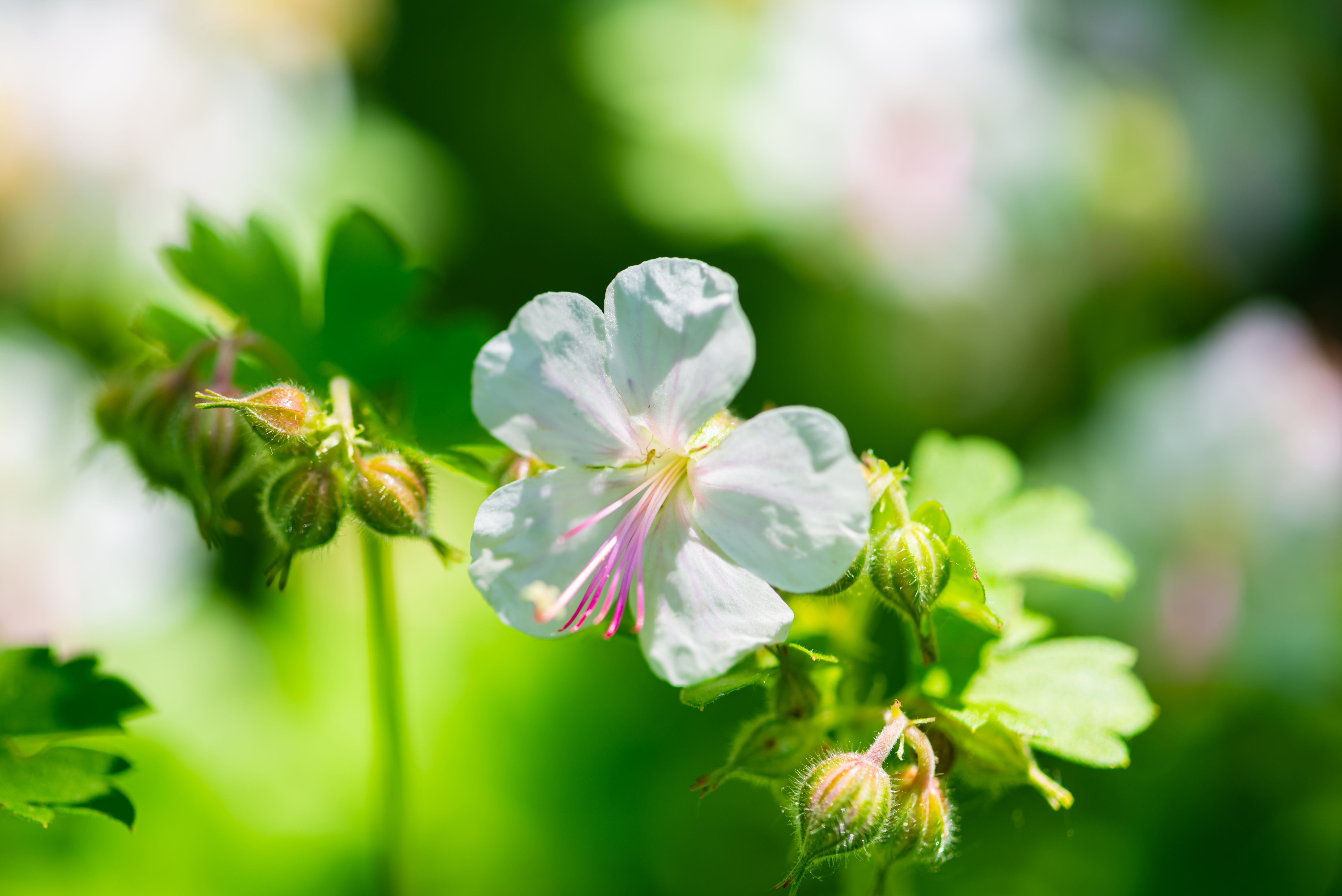Белый цветок с бутонами