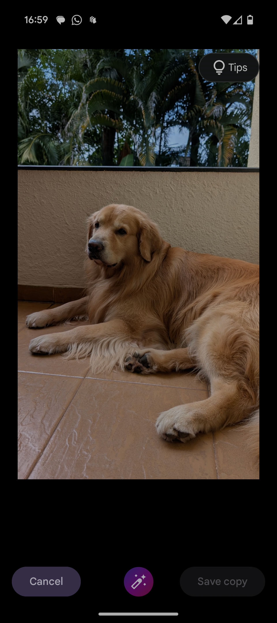 Pixel 9 показывает изображение собаки на балконе с интерфейсом функции Reimagine вокруг фото