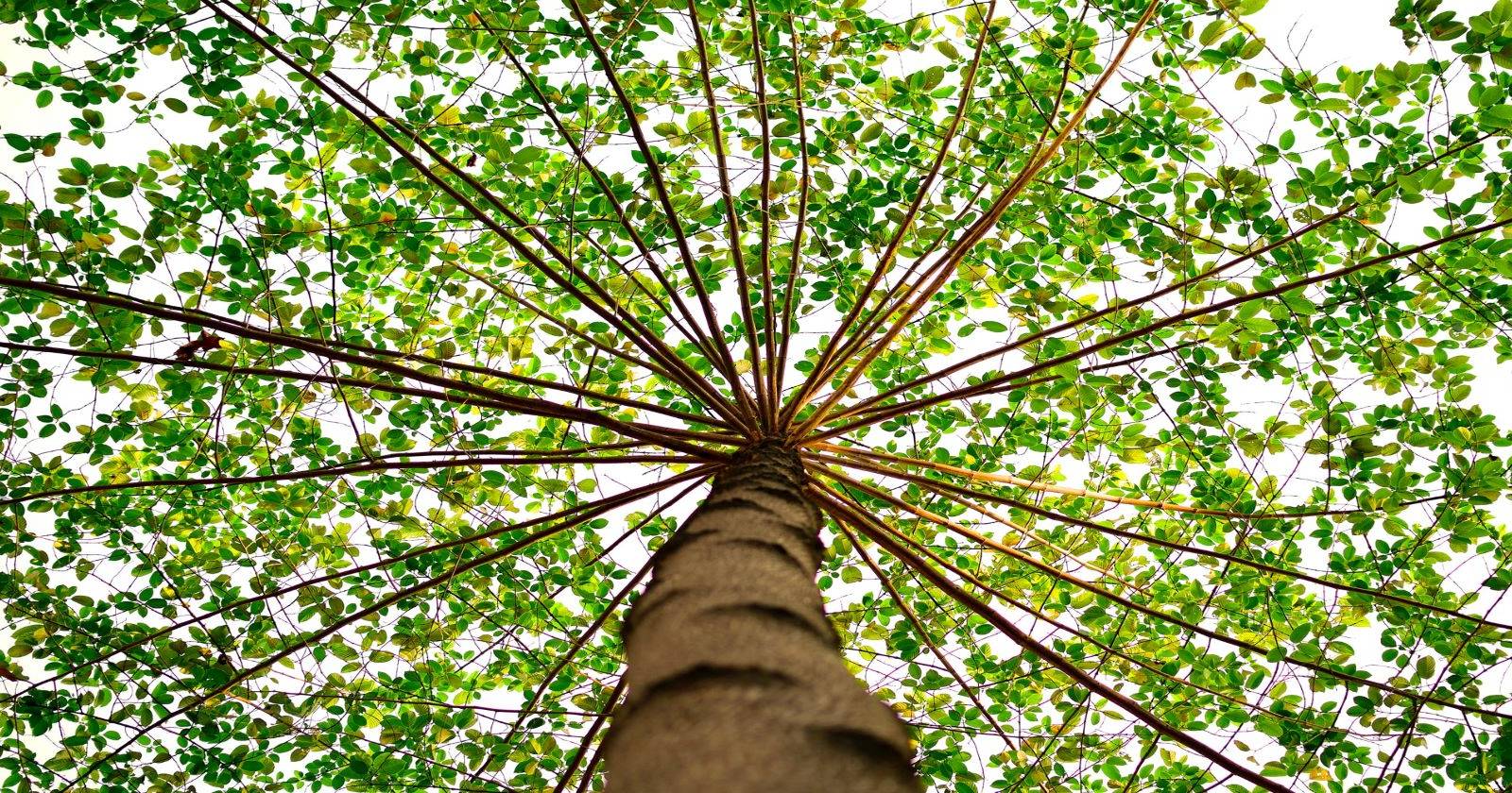 Дерево с зелёными листьями