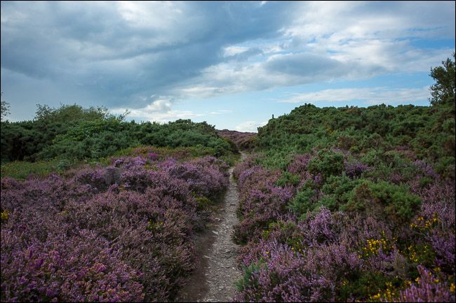 технически правильный, но скучный пейзаж