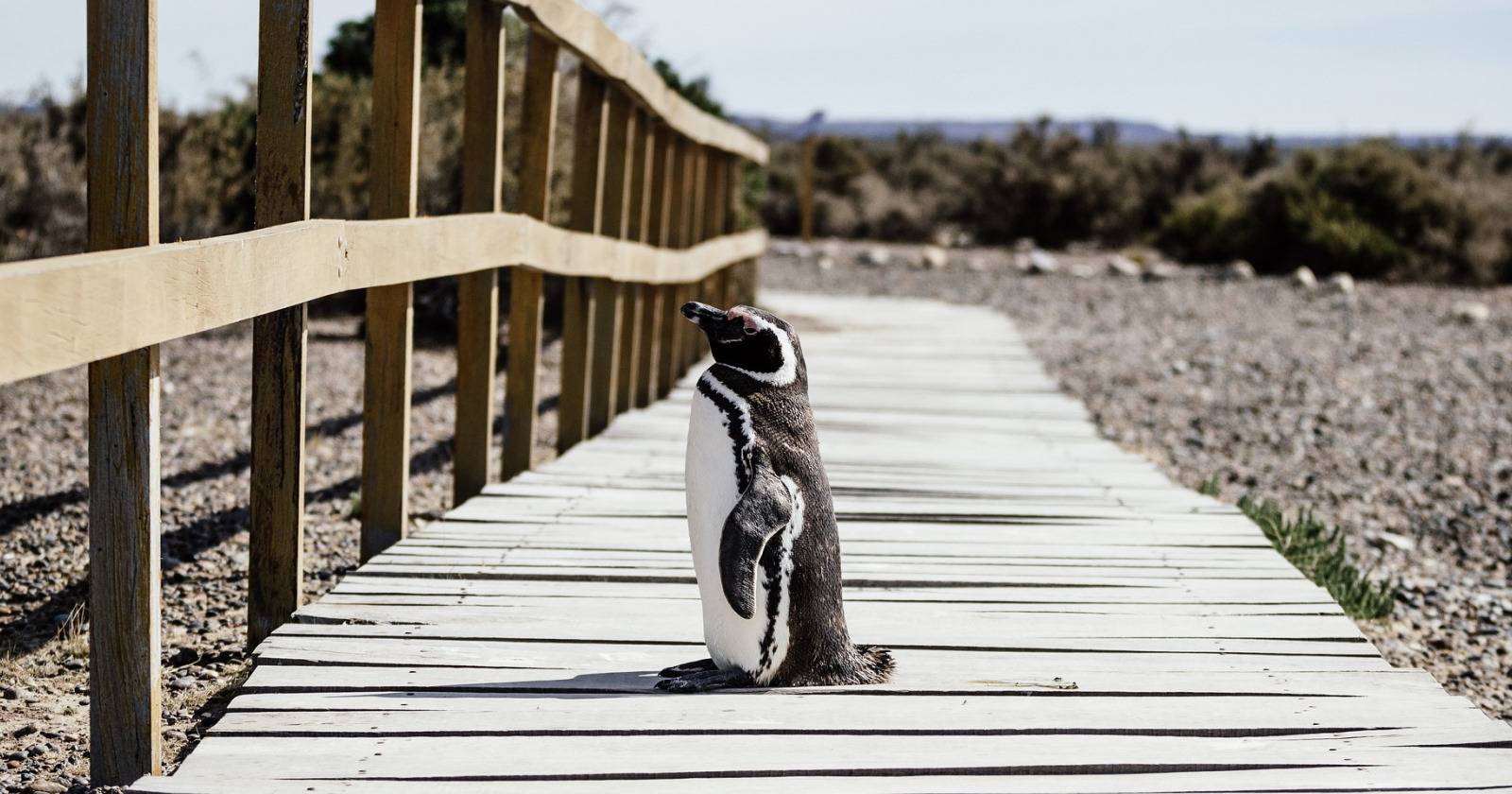 Convert (ImageMagick) в Linux — быстрое руководство