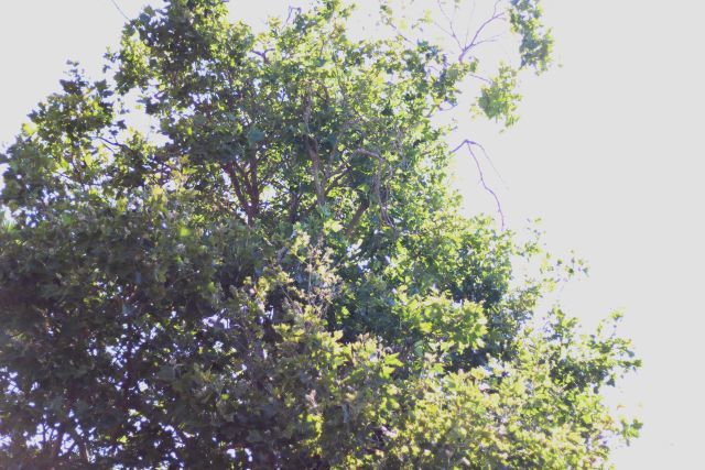 Тот же кадр после применения фильтра Expose