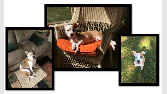 Пример изображения для функции IMAGE в Excel