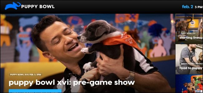 Логотип Animal Planet: ведущая трансляция Puppy Bowl