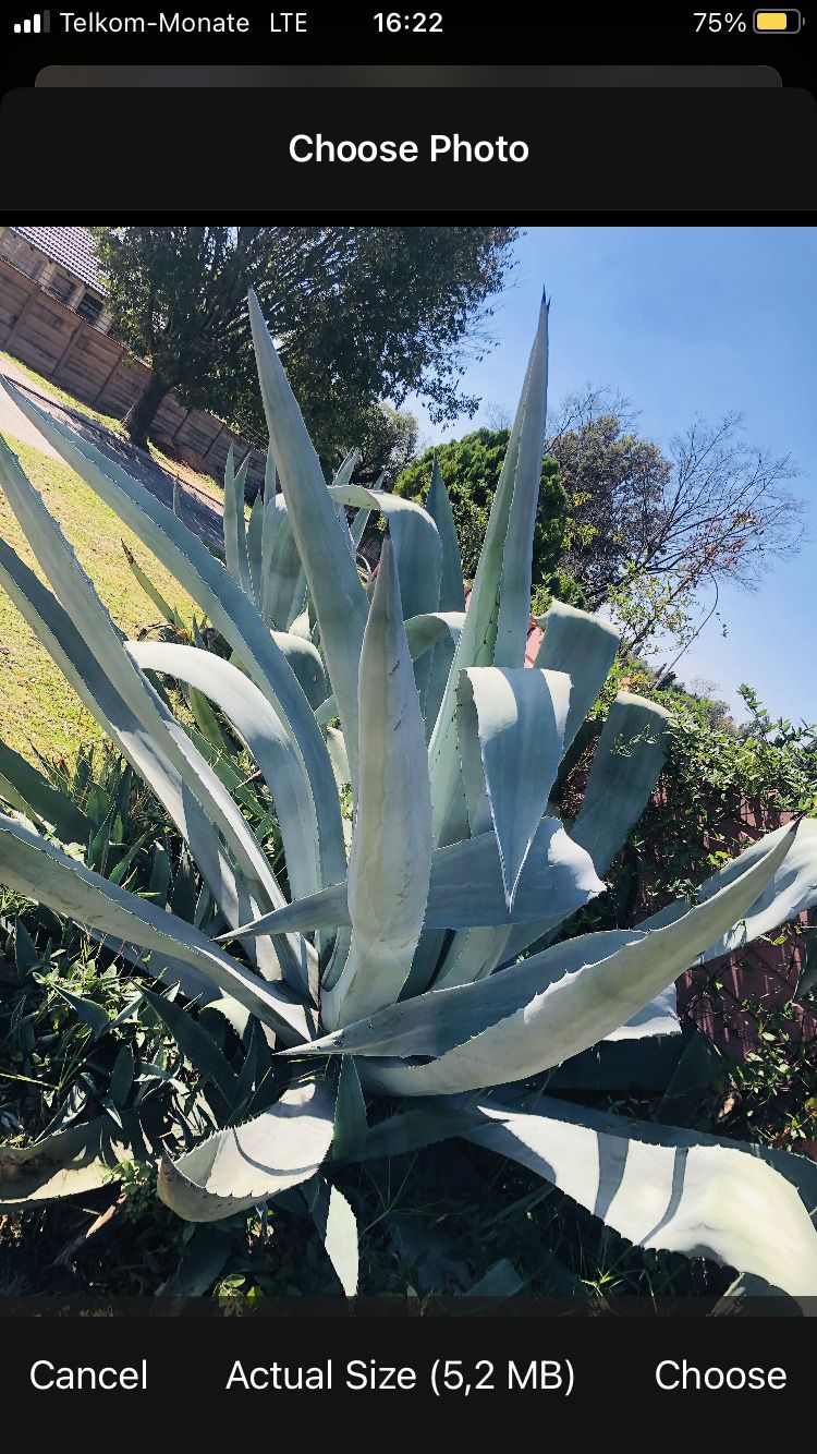 Пример фотографии растения для загрузки