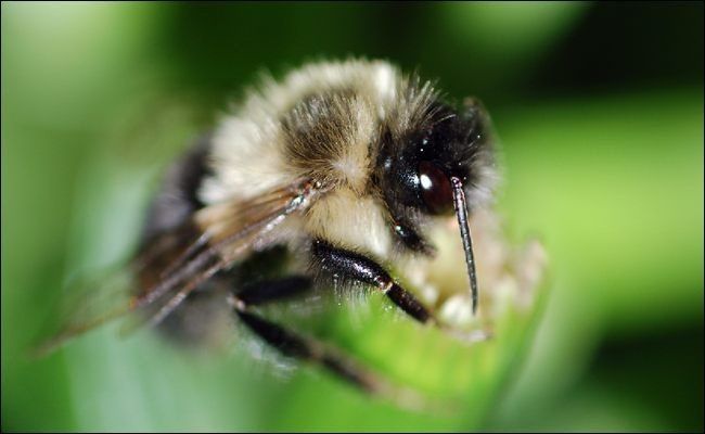 Макро: пчела на цветке, пример спонтанной удачной композиции