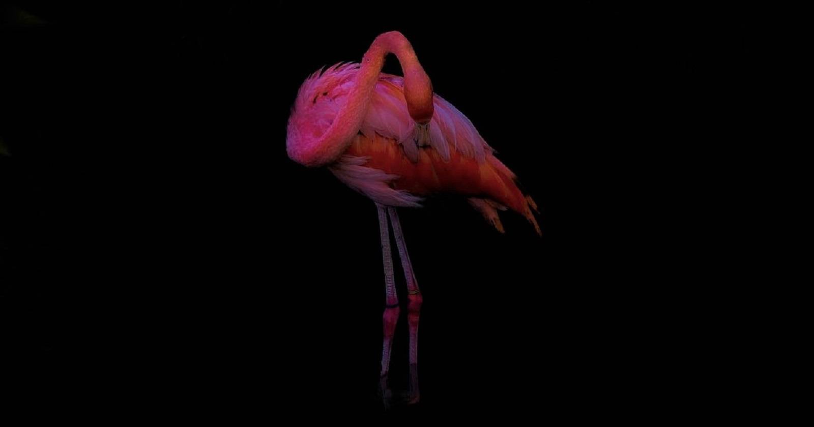 Фламинго на тёмном фоне