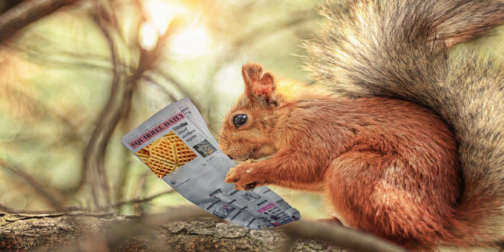 Белка читает газету