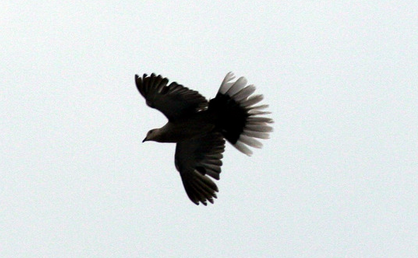 Изображение символизирующее цифровое наследие