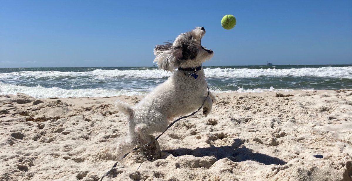 Dog fetching a ball at the beach
