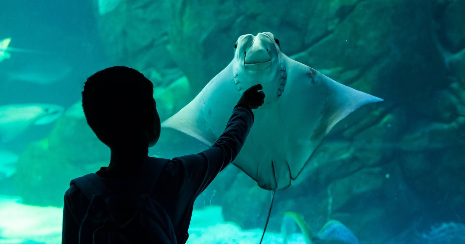 Фотографирование в аквариуме: советы и настройки