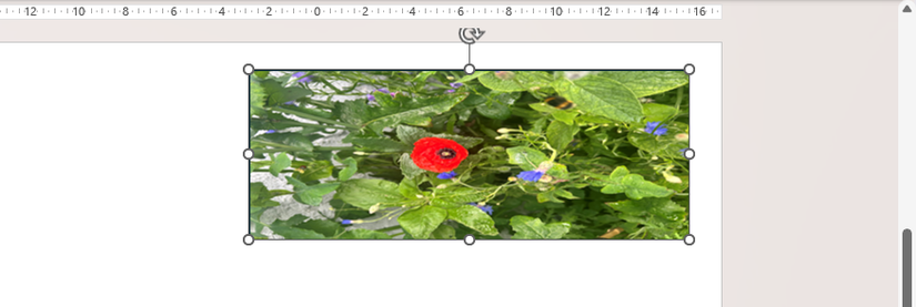Un'immagine di fiori inserita come riempimento di un rettangolo appare stirata.