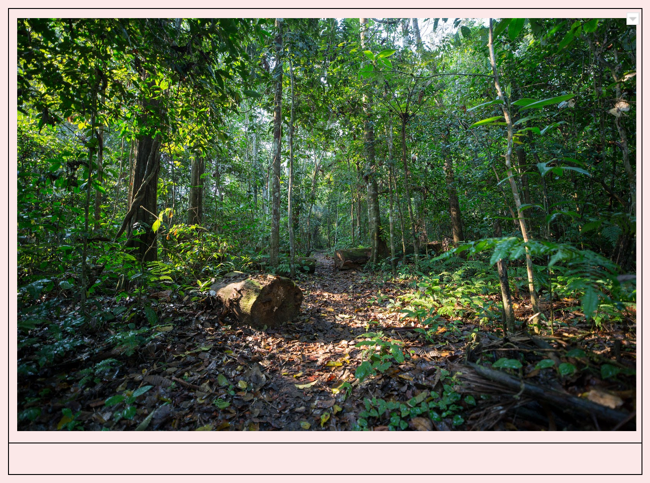 Добавление изображения в ячейку таблицы