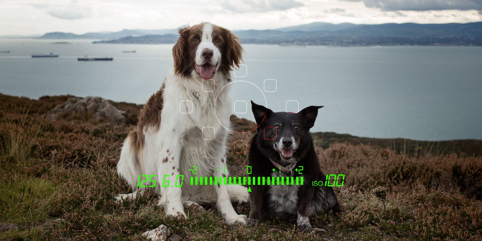 Композит портрета нескольких собак в Photoshop