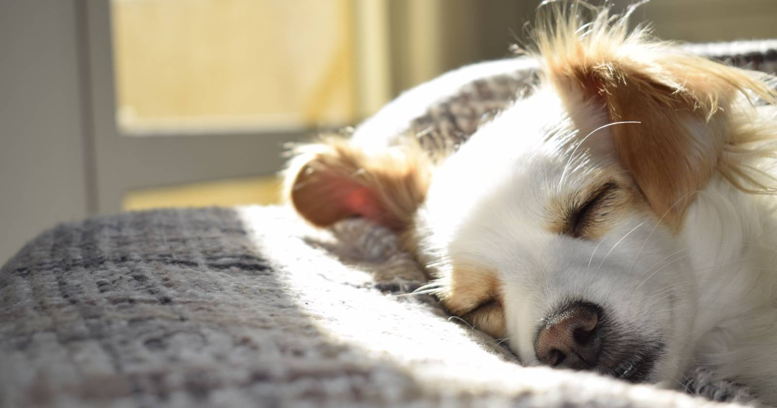 Спящая собака на диване