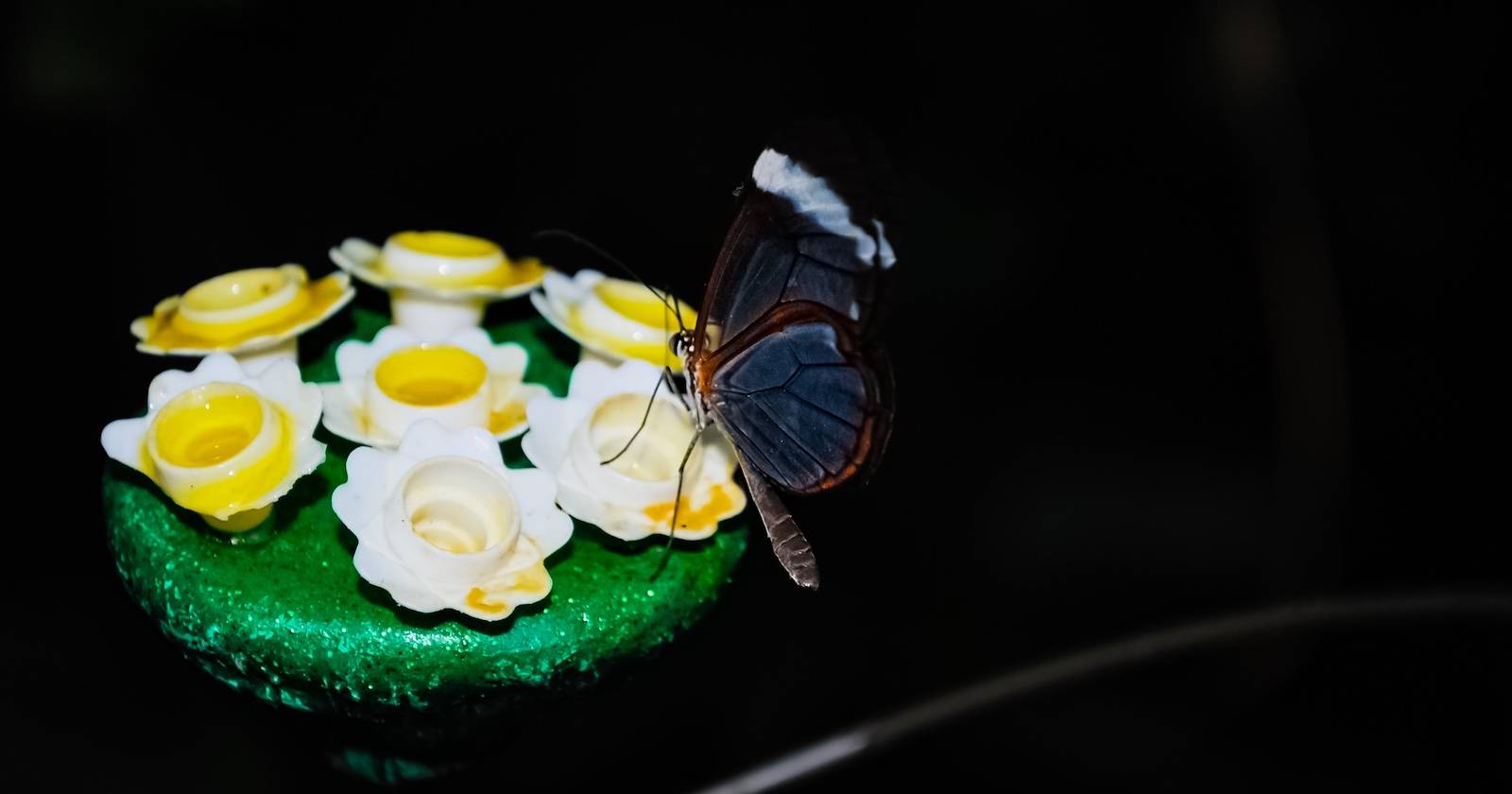 Как снимать на чёрном фоне — полное руководство