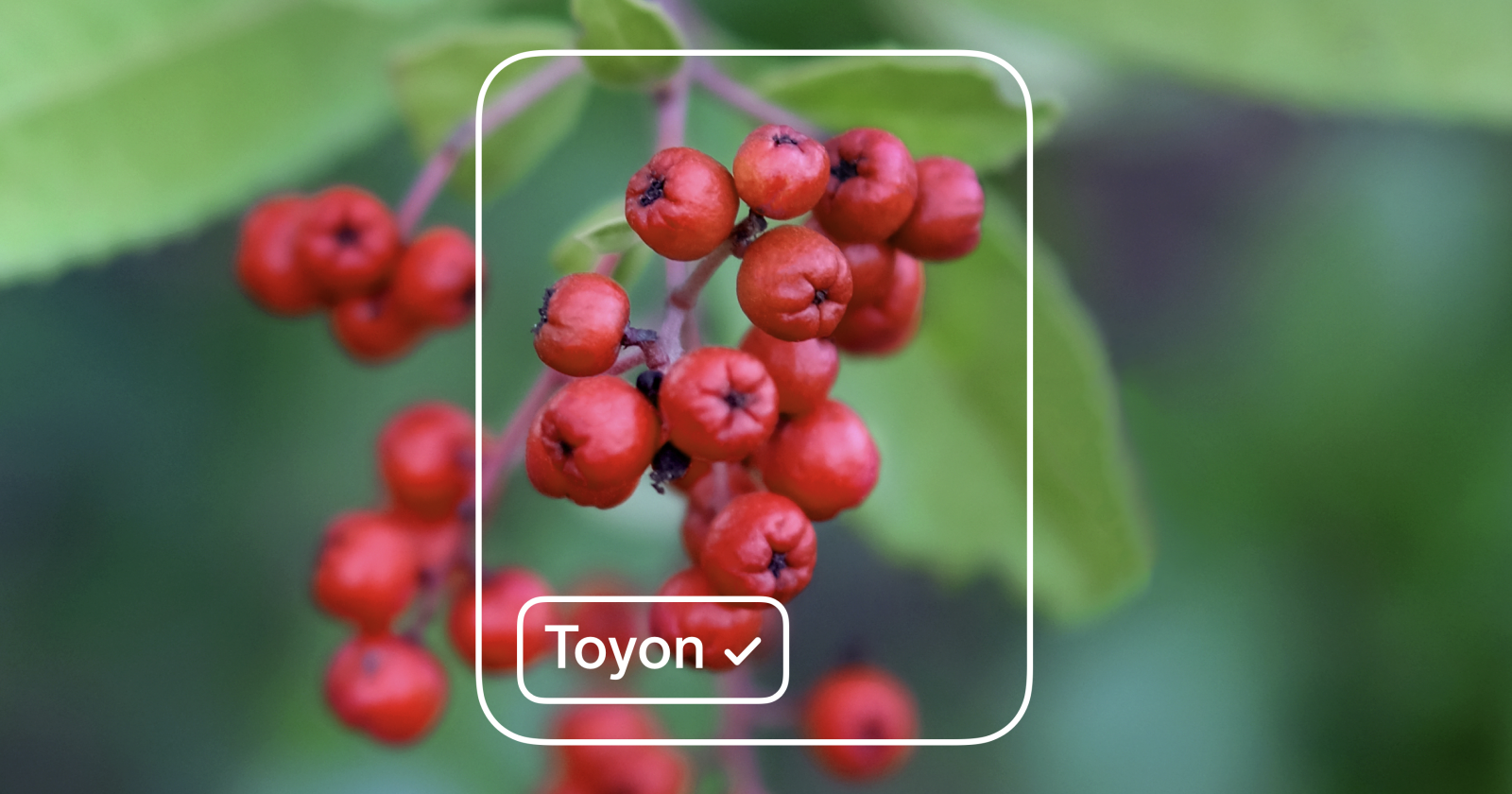 Скриншот интерфейса Microsoft Lobe с обзором функций