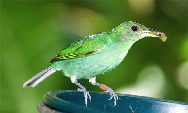 Grub Customizer — настройка Grub2