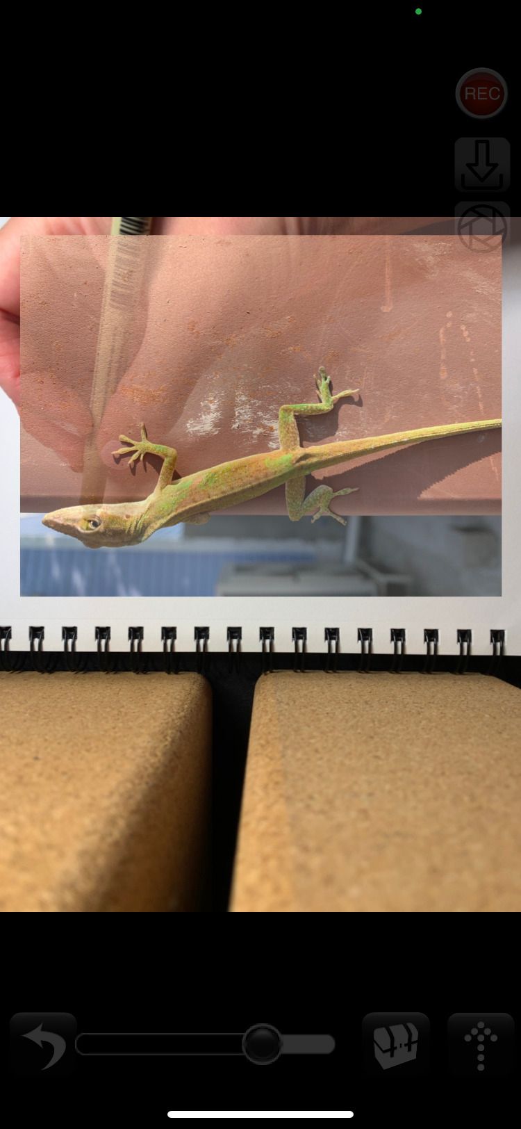 Начало рисования с приложением Camera Lucida