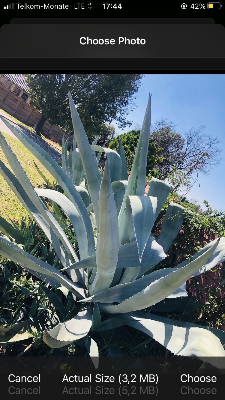 Выбор изображения для загрузки на Plant.id